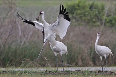 _MG_1172 Whooping Crane.jpg