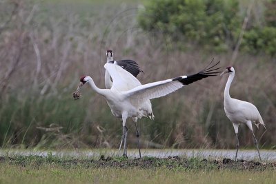 _MG_1176 Whooping Crane.jpg