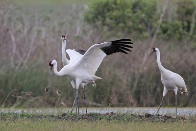 _MG_1181 Whooping Crane.jpg