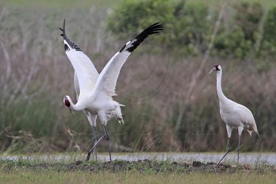 _MG_1185 Whooping Crane.jpg
