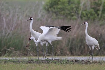 _MG_1193 Whooping Crane.jpg