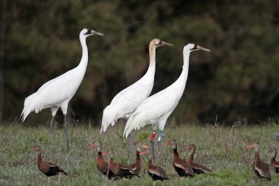 _MG_6021 Whooping Crane & Black-bellied Whistling-Duck.jpg