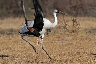 _MG_3472 Whooping Crane & Black-bellied Whistling-Duck.jpg