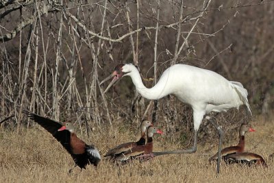 _MG_3927 Whooping Crane & Black-bellied Whistling-Duck.jpg