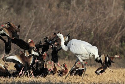 _MG_4442 Whooping Crane & Black-bellied Whistling-Duck.jpg