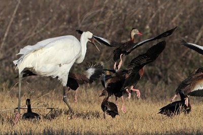 _MG_4561 Whooping Crane & Black-bellied Whistling-Duck.jpg