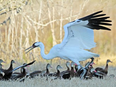 _MG_5206 Whooping Crane & Black-bellied Whistling-Duck.jpg