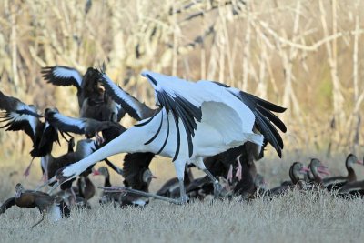 _MG_5208 Whooping Crane & Black-bellied Whistling-Duck.jpg