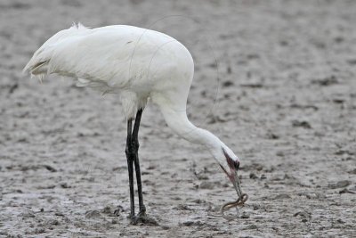 _MG_6940 Whooping Crane.jpg