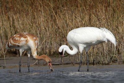 _MG_2344 Whooping Crane.jpg