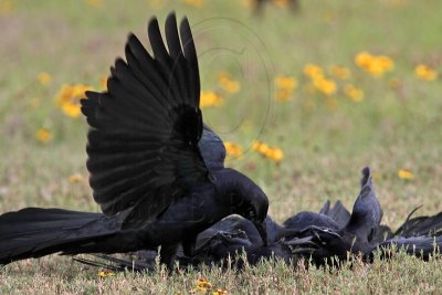 _MG_7768 Great-tailed Grackle.jpg