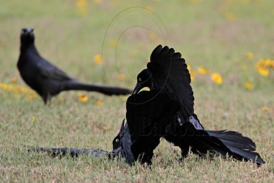 _MG_7970 Great-tailed Grackle.jpg