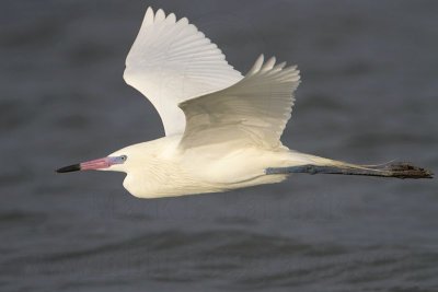 _MG_8115 Reddish Egret.jpg