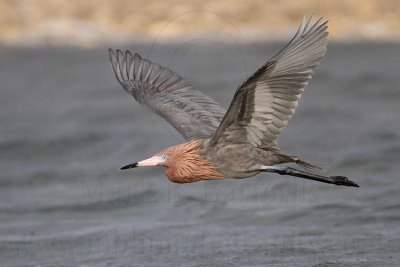 _MG_9432 Reddish Egret.jpg