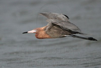 _MG_9454 Reddish Egret.jpg