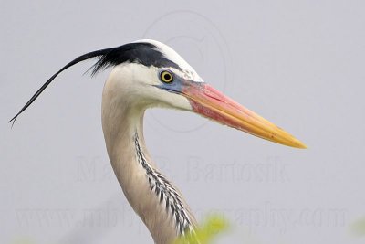 _MG_9760 Great Blue Heron.jpg