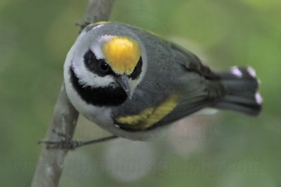 _MG_6980 Golden-winged Warbler.jpg