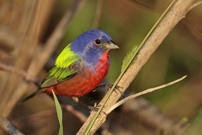_MG_7944 Painted Bunting.jpg