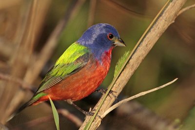 _MG_7956 Painted Bunting.jpg
