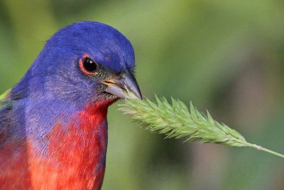 Painted Bunting foraging - Quintana, April 16, 2011