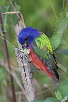 _MG_8614 Painted Bunting.jpg