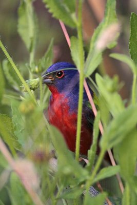 _MG_8806 Painted Bunting.jpg