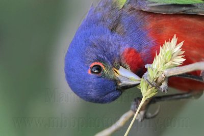 _MG_9470 Painted Bunting.jpg