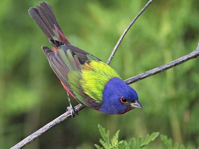 _MG_9532 Painted Bunting.jpg