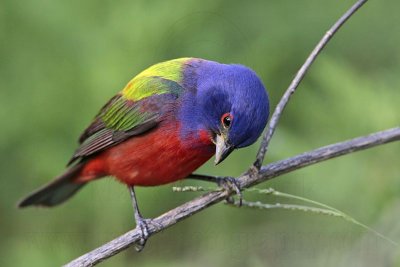 _MG_9959 Painted Bunting.jpg