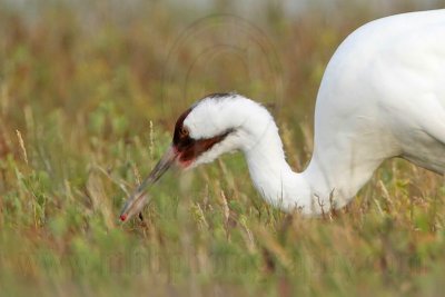 _MG_4528crop Whooping Crane.jpg