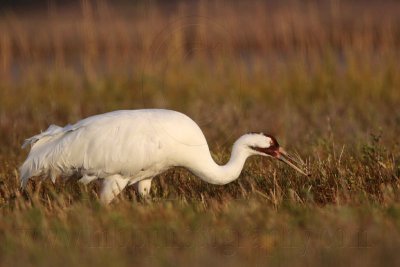 _MG_4701 Whooping Crane.jpg