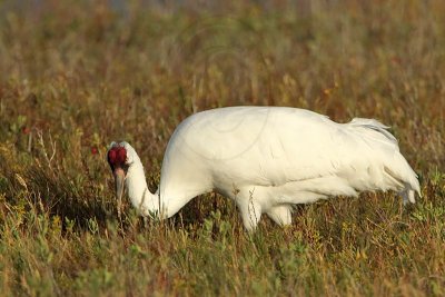 _MG_4896 Whooping Crane.jpg