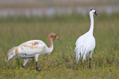 _MG_6063 Whooping Crane.jpg