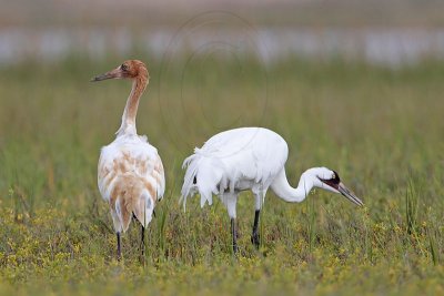 _MG_6070 Whooping Crane.jpg