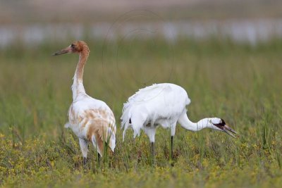 _MG_6072 Whooping Crane.jpg