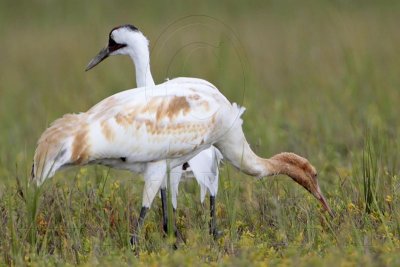 _MG_6093 Whooping Crane.jpg