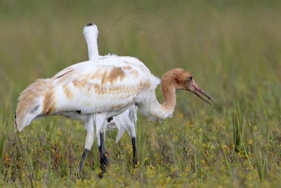 _MG_6095 Whooping Crane.jpg