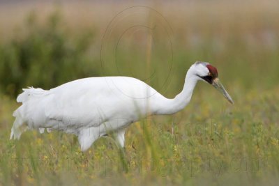 _MG_6098 Whooping Crane.jpg