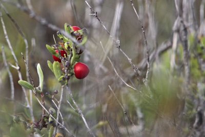 _MG_9707 Carolina Wolfberry.jpg