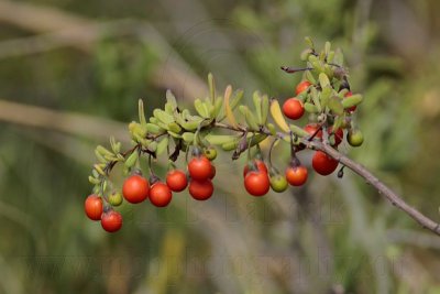 _MG_9755 Carolina Wolfberry.jpg