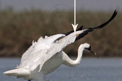 _MG_9577crop Whooping Crane.jpg