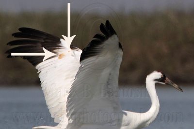 Whooping Crane - second winter subadult plumage