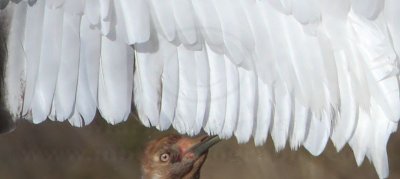 _MG_5459crop2 Whooping Crane right wing.jpg