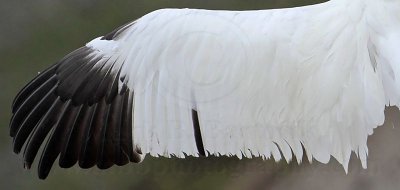 Whooping Crane female - Black secondary feathers - Wood Buffalo/Aransas flock - winter 2010-11
