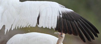 _MG_5334 Whooping Crane right wing.jpg