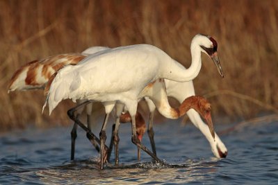 Whooping Crane - family foraging on clams
