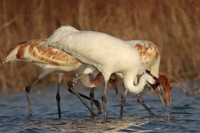 _MG_1417 Whooping Crane.jpg