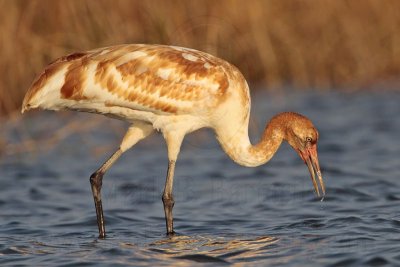 _MG_1531 Whooping Crane.jpg