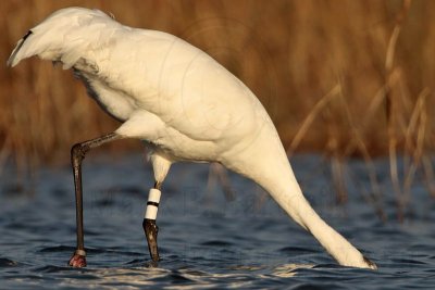 _MG_1718 Whooping Crane.jpg
