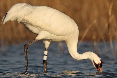 _MG_1722 Whooping Crane.jpg